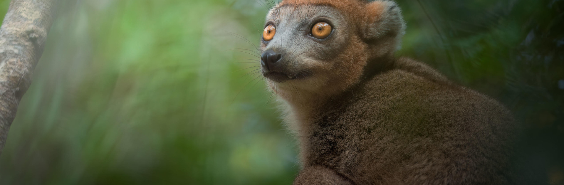 Madagascar’s unique wildlife up close in its natural habitat | Go2Africa