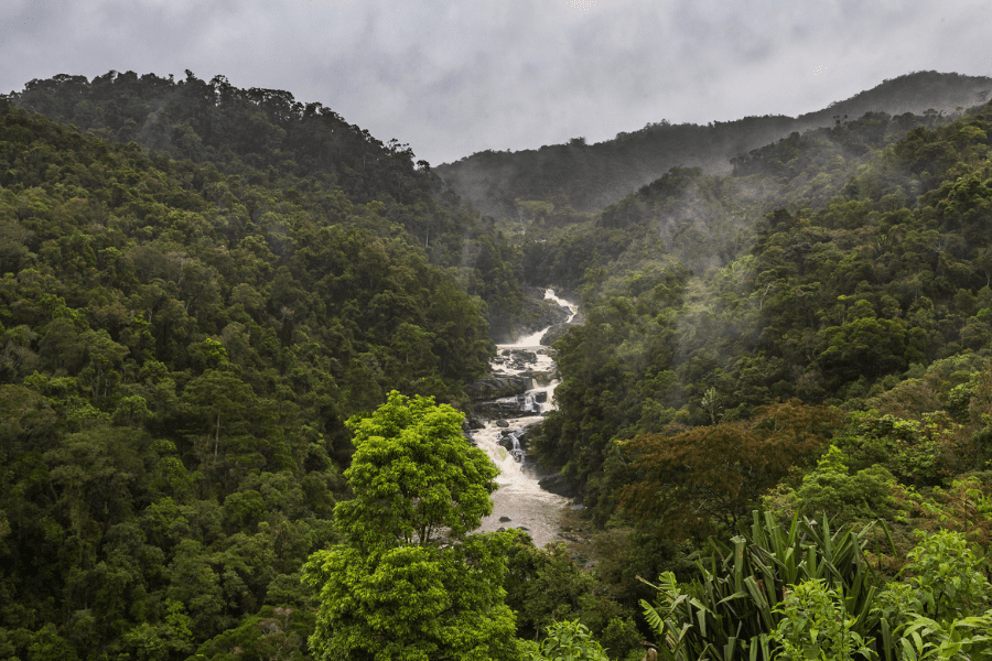 River flowing through lush, misty rainforest in Ranomafana National Park | Go2Africa