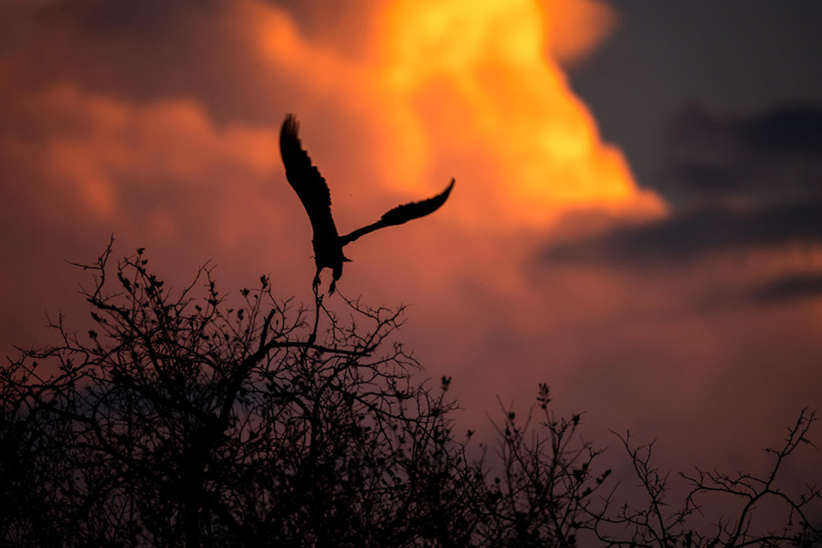 Fish eagle silhouette | Go2Africa