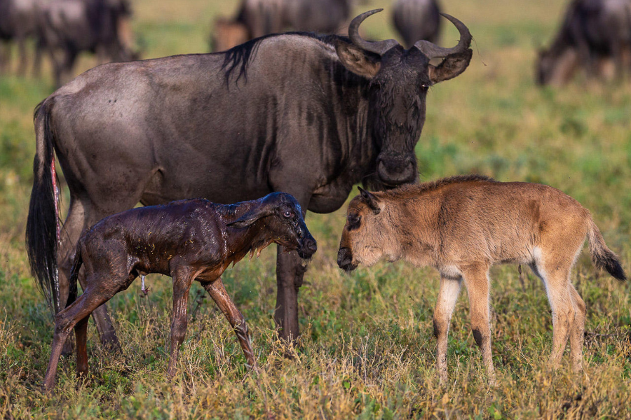 Wildebeest with young calves standing in open grassland during calving season in the Serengeti ecosystem, near Ngorongoro, photographed at Serian's Serengeti | Go2Africa