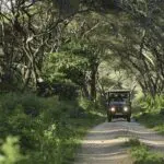 Game drive through the forested tracks of Lake Manyara National Park | andBeyond Lake Manyara Tree Lodge