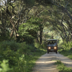 Game drive through the forested tracks of Lake Manyara National Park | andBeyond Lake Manyara Tree Lodge