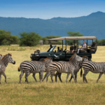 Zebras moving across the crater floor during a game drive | andBeyond Lake Manyara Tree Lodge