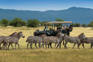 Zebras moving across the crater floor during a game drive | andBeyond Lake Manyara Tree Lodge