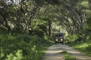 Game drive through the forested tracks of Lake Manyara National Park | andBeyond Lake Manyara Tree Lodge