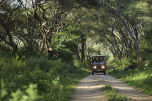 Game drive through the forested tracks of Lake Manyara National Park | andBeyond Lake Manyara Tree Lodge