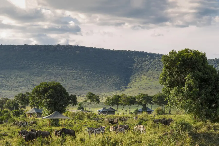Zebra grazing on open plains in the Masai Mara ecosystem | Go2Africa