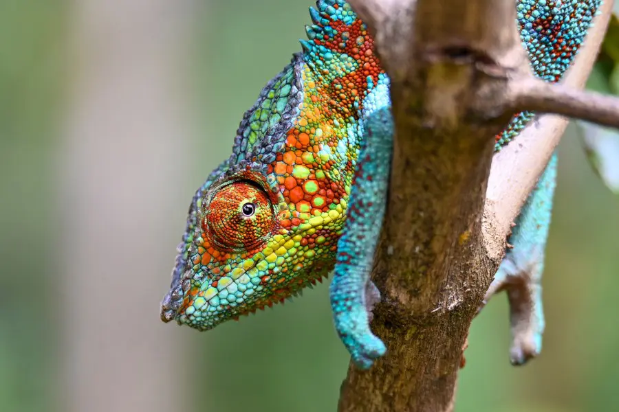 A kaleidoscope of colour in Madagascar's forests | Go2Africa