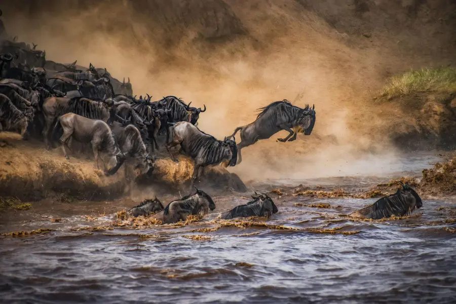 Wildebeest crossing the Mara River during the Great Migration | Go2Africa