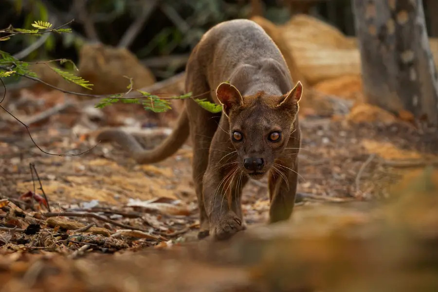 Fossa walking across dry forest ground with an alert gaze | Go2Africa