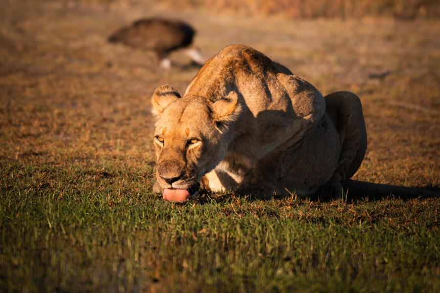 Lion resting on the savannah in soft morning light | Go2Africa