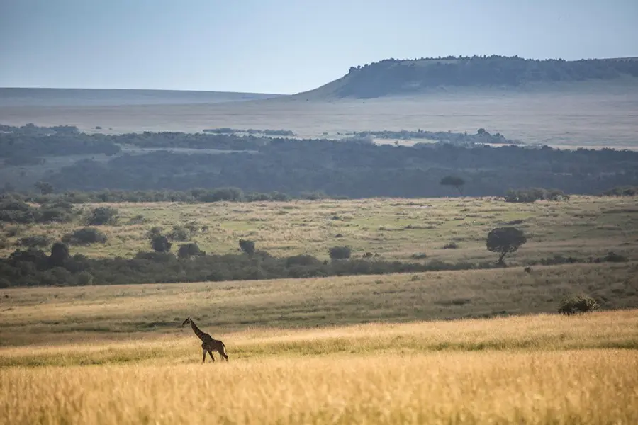 Giraffe walking across open plains in the Masai Mara National Reserve | Go2Africa