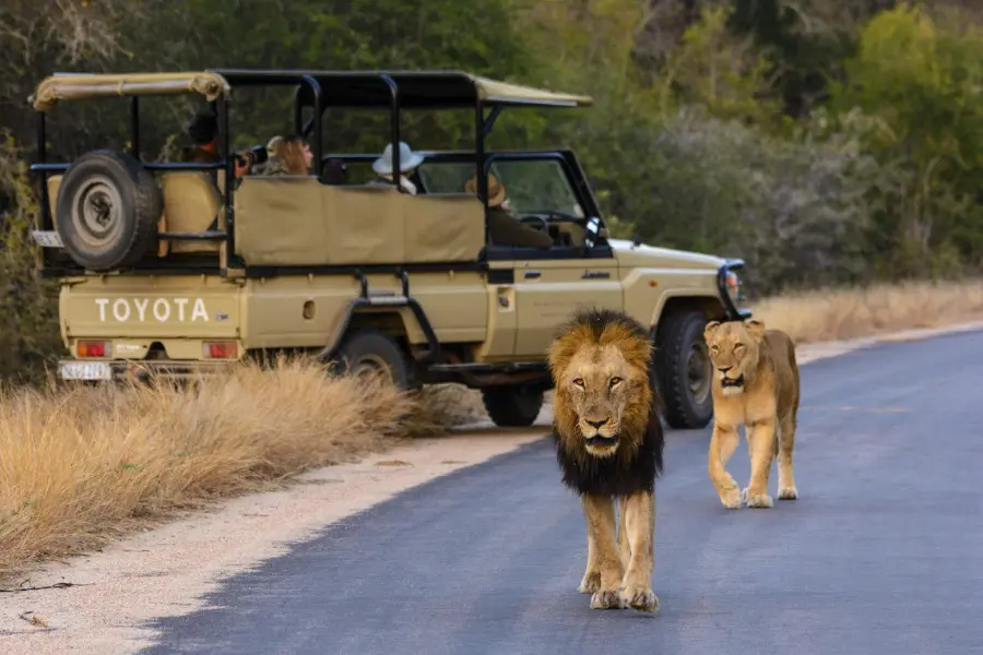 Lions walking along a road with safari vehicle in Kruger National Park | Go2Africa