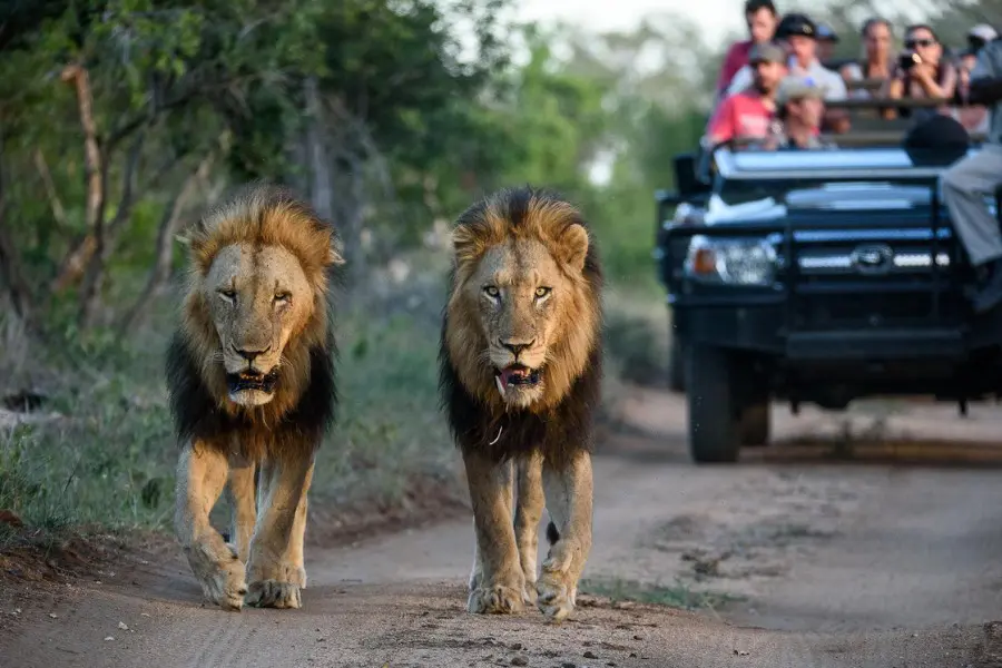Safari vehicle closely following lions in a private game reserve | Go2Africa