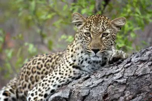 Expect great leopard sightings in the Sabi Sands. 