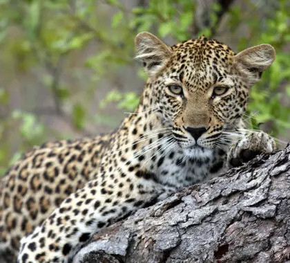 Expect great leopard sightings in the Sabi Sands. 