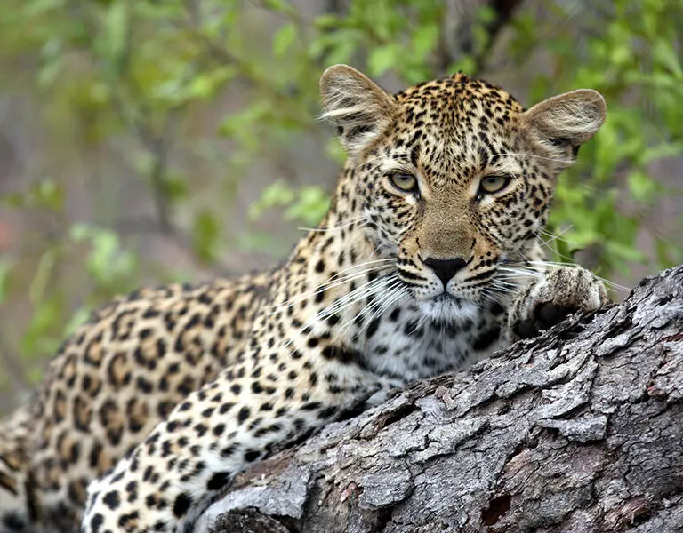 Expect great leopard sightings in the Sabi Sands. 
