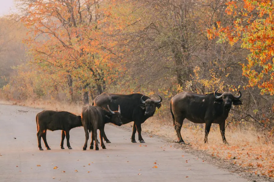 Buffalo standing on a road in Kruger National Park | Go2Africa