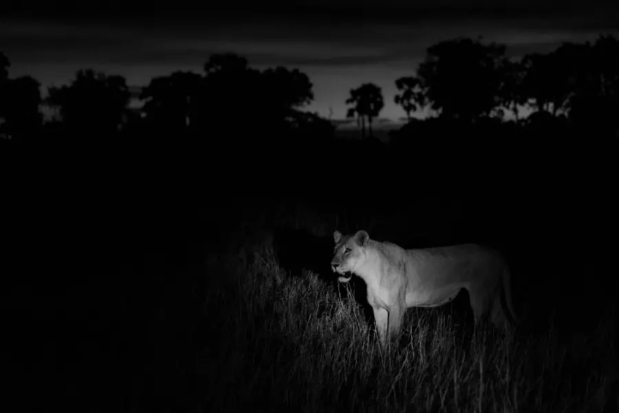 In private reserves, night drives reveal a quieter side of the bush | Wilderness Chitabe Lediba