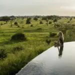 A solo safari creates space to pause and take it all in | Singita Sasakwa Lodge