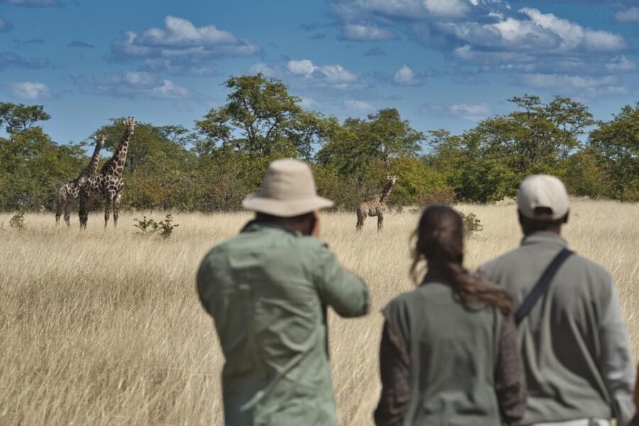 Giraffe sighting viewed on foot with a professional guide