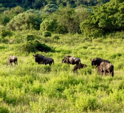 View a variety of game in their natural habitat.