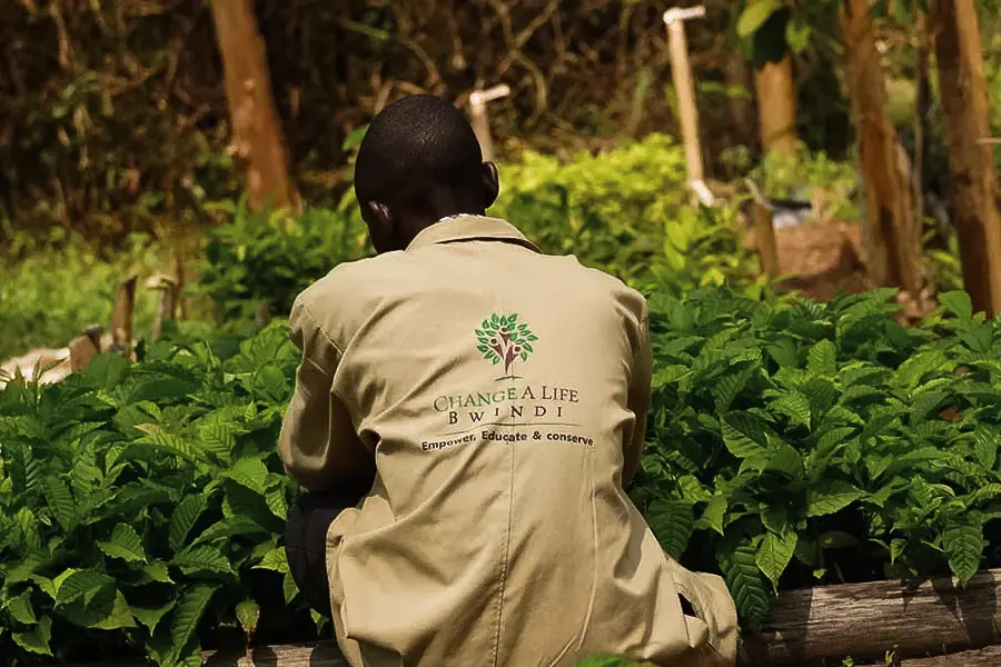 Community conservation team member tending native tree seedlings in Bwindi | Go2Africa
