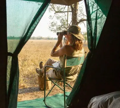 Spot roaming wildlife from the comfort of your tent.