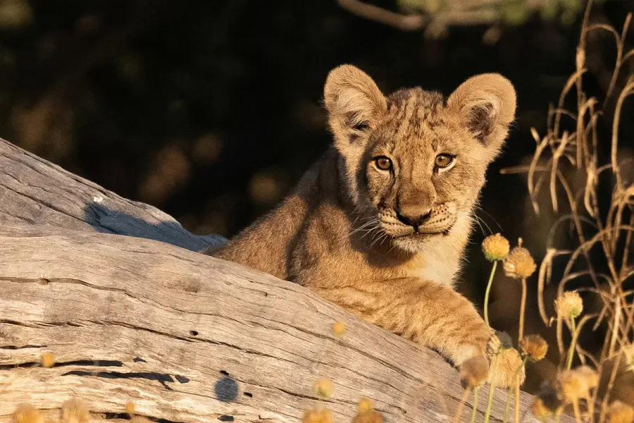 Curious lion cub resting on a fallen log during a golden-hour safari | Go2Africa