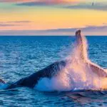 Witness the magic of Mozambique's whale season | Anantara Bazaruto Island