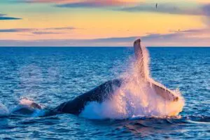 Witness the magic of Mozambique's whale season | Anantara Bazaruto Island