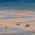 Experience Mozambique's coastline from the saddle | Santorini Mozambique