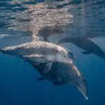 Share an unforgettable moment with Mozambique's playful dolphins | White Pearl Resorts Ponta Mamoli