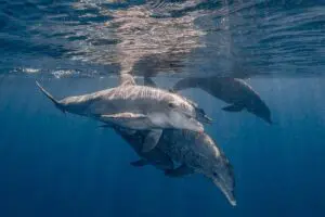 Share an unforgettable moment with Mozambique's playful dolphins | White Pearl Resorts Ponta Mamoli