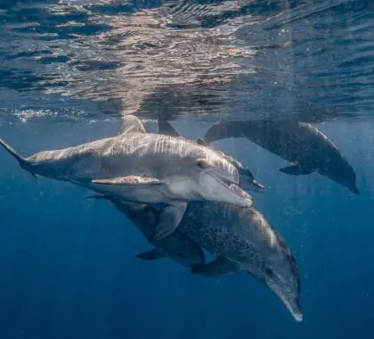Share an unforgettable moment with Mozambique's playful dolphins | White Pearl Resorts Ponta Mamoli