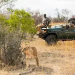 Track the Big Five on twice-daily game drives.
