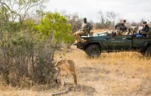 Track the Big Five on twice-daily game drives. 