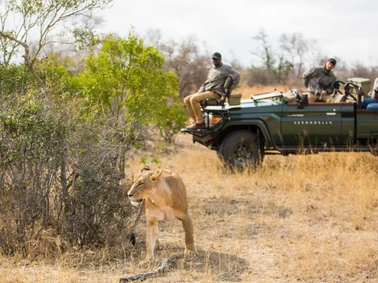 Track the Big Five on twice-daily game drives. 