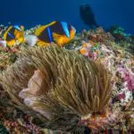 Dive into one of Africa's richest marine ecosystems | White Pearl Resorts Ponta Mamoli