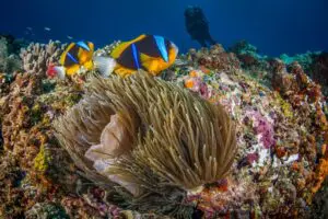 Dive into one of Africa's richest marine ecosystems | White Pearl Resorts Ponta Mamoli