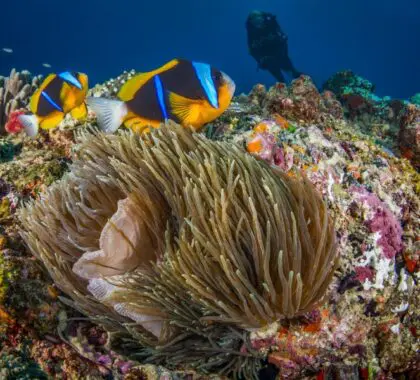 Dive into one of Africa's richest marine ecosystems | White Pearl Resorts Ponta Mamoli