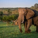 Get up close and personal with wildlife moving to and from the Inyoni Pan.