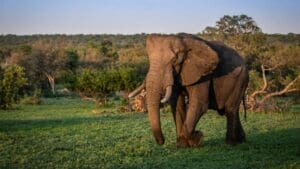 Get up close and personal with wildlife moving to and from the Inyoni Pan. 