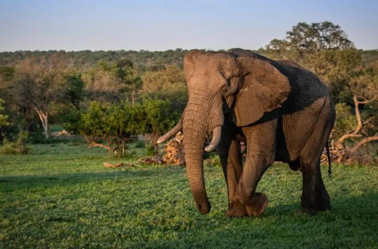 Get up close and personal with wildlife moving to and from the Inyoni Pan. 
