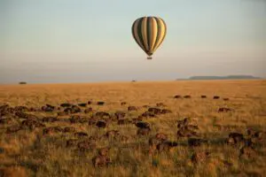 Soar above the savannah in a hot air balloon. 