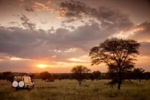 Spot the Big Five on guided game drives.