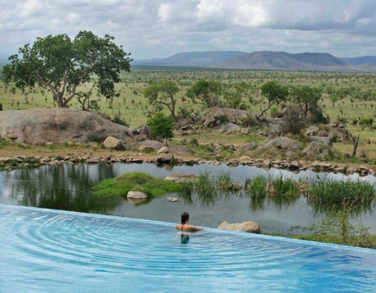 Watch animals gather at the waterhole in front of the lodge.