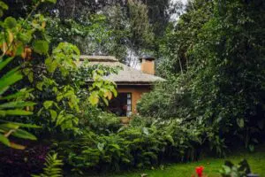 Stay surrounded by lush rainforest terrain.