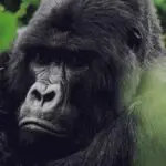 Embark on treks in search of gorillas.