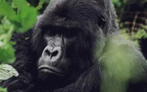 Embark on treks in search of gorillas.